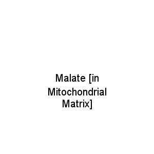 Malate [in Mitochondrial Matrix]